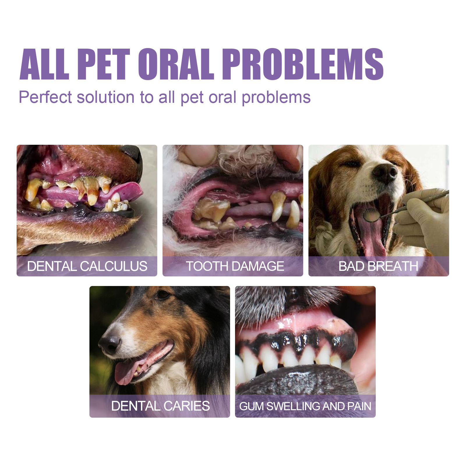 Pet Oral Repair Gel Puppy Tart - Teeth Whitening Levels review and price